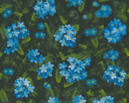 טפט לקיר פרחי מרגנית כחולים