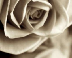 תמונת טפט ורדים