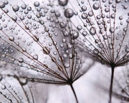 תמונת טפט טיפות גשם על פרחים