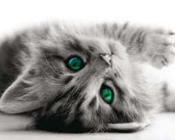 תמונת טפט גור חתולים