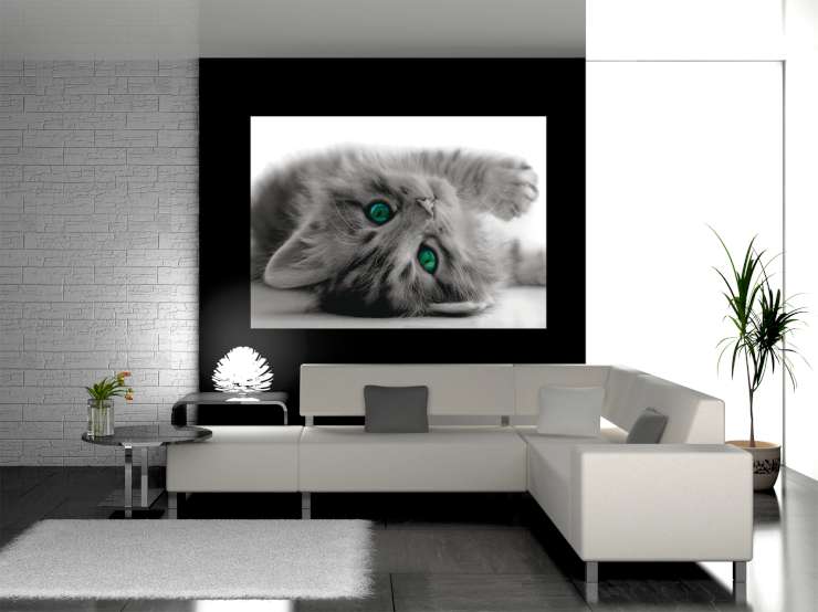 תמונת טפט גור חתולים דוגמא