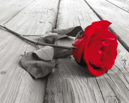 תמונת טפט פרח שושנה אדומה
