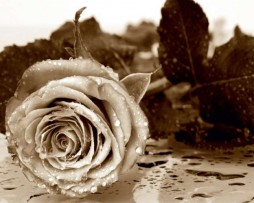 תמונות טפטים לקיר ורד שחור לבן
