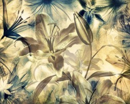 תמונת טפט פרחי סחלב זוהרים