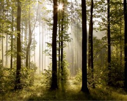 תמונת טפט עצי היער