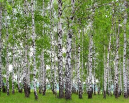 תמונת טפט לקיר עצי יער לבן ירוק