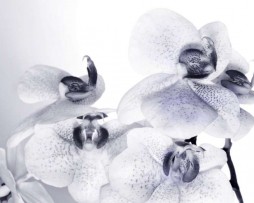 תמונת טפט פרחי סחלב