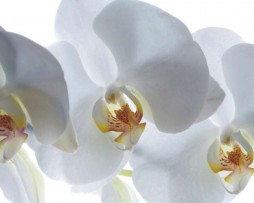 תמונת טפט פרחים לבנים גדולים