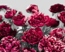 תמונת טפט פרחים אדומים