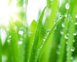 תמונת טפט תלת מימד גשם על הדשא